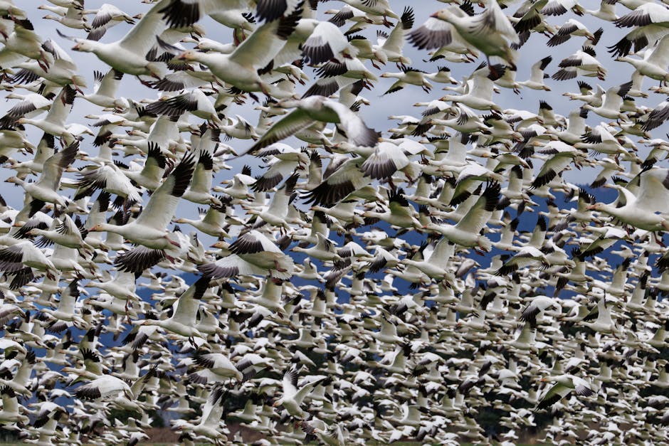 Climate Migration Reaches Record Highs as Coastal Cities Plan Major Relocations