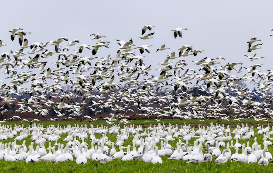 Climate Migration Reaches Record Highs as Coastal Cities Plan Major Relocations