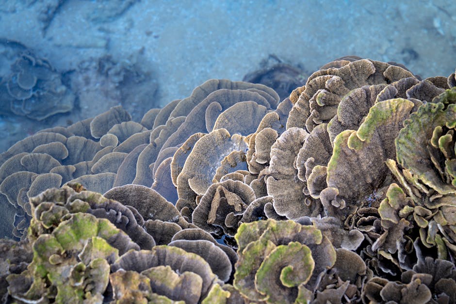 Marine Scientists Discover Massive Underwater Forest Ecosystem Beneath Arctic Ice Sheet in 2026